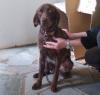 Brownie   sie muss einen besonders guten Schutzengel haben