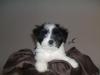lhasa mix welpen 