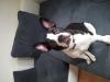 bulldoggen mix
