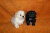 Malteser /  Shih tzu Welpen