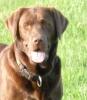 Wurfvorankündigung Labrador Retriever Welpen choco Mai/ Juni 2013