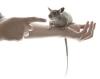 Gambianische Riesenhamsterratten