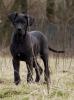 Deutsche Dogge,  Doggenwelpe,  Hündin schwarz m.P.