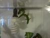 2 Phelsuma (madagascariensis) grandis - Madagaskar Taggecko