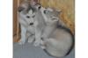 Schöne Siberian Husky Welpen