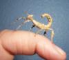 Extatosoma tiaratum 4 Tiere/ 10 Euro