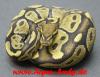 Python regius Ghost und Butterghost von 2011!!!