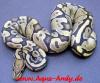 Python regius Ghost und Butterghost von 2011!!!