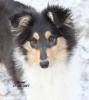 Bekka ein Colliewelpe /  weiblich /  Papiere Cfbrh - VDH  sucht ...