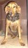 Poletta,  (wahrscheinlich Bruno du Jura-)Mischling,  weiblich,  geb. ca. 2010/ 2011, 