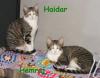 Haidar & Hemraj ein eingespieltes Team!