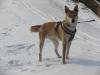 Hundetraining bvl & Tierpension Dominik Lang