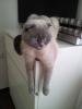 Scottish Fold Kater (kastriert) 