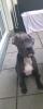 boxer mix( 1jahr)sucht neues zuhause,  nur wer zeit hat melden!!!!