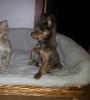 Reinrassiger Chihuahua Rüde mit Zuchtzulassung 