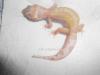 Leopardgecko Nachzuchten aus 2013