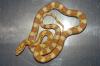 Kornnatter (Pantherophis guttatus)