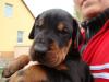 Dobermannwelpen