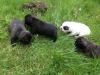 reinrassige französische Bulldoggen Welpen i