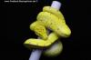 Morelia viridis