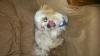 Terrier - Shih-Tzu