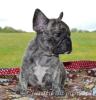 Freiatmende gesunde Französische Bulldoggen Welpen mit Ahnentafel zu ende Mai