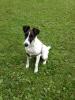 liebe Foxterrier Hündin sucht dringend ein neues zu Hause