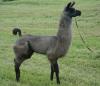 Lamas,  Lamahengste und Lamastuten