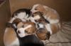 Beagle Welpen
