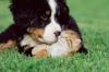 Liebevolle,  verantwortungsbewußte Hundebetreuung 