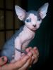 Canadian Sphynx Mädchen,  Spitzenqualität!