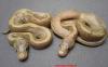 www.Aqua-Andy.de verkaufe Python regius,  Boa con. imp. albino,  u. viele Nattern 