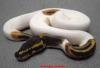 python regius