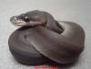 www.Aqua-Andy.de verkaufe Python regius,  Boa con. imp. albino,  u. viele Nattern 