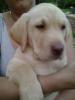 labradorwelpen blond/ schwarz rüden
