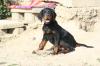 Gordon Setter Traumpaar