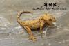 Leopardgeckos,  Kronengeckos und Orchidennmantis abzugeben