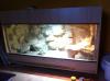 Wunderschönes Wüsten-/ Steppenterrarium + 2 Bartagamen (w)