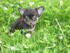 dreafarbige mini chihuahua rüde