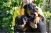  Außergewöhnlich schöne,  typvoll Rottweiler-Welpen!
