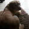Sammy sucht ein Zuhause! 