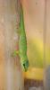Phelsuma Grandis /  Madagaskar Taggeckos