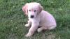 Golden Retriever Welpen