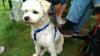 Bernie Terrier Mix sucht ein schönes zuhause, 