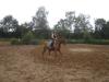 suche Reitbeteiligung