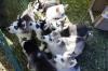 Siberian Husky Welpen mit FCI/  VDH Papieren! Amerikanische Champion Blutlinien! 