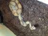 Boa Constrictor Columbia Imperator zu verkaufen