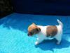 10 Wochen alter Chihuahua Welpe sucht ein neues zu Hause