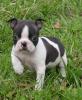 Französische Bulldogge Welpen zu verkaufen