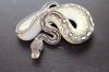 Python regius Diamond Opal , Lesser, Pewter, Fire und vieles mehr